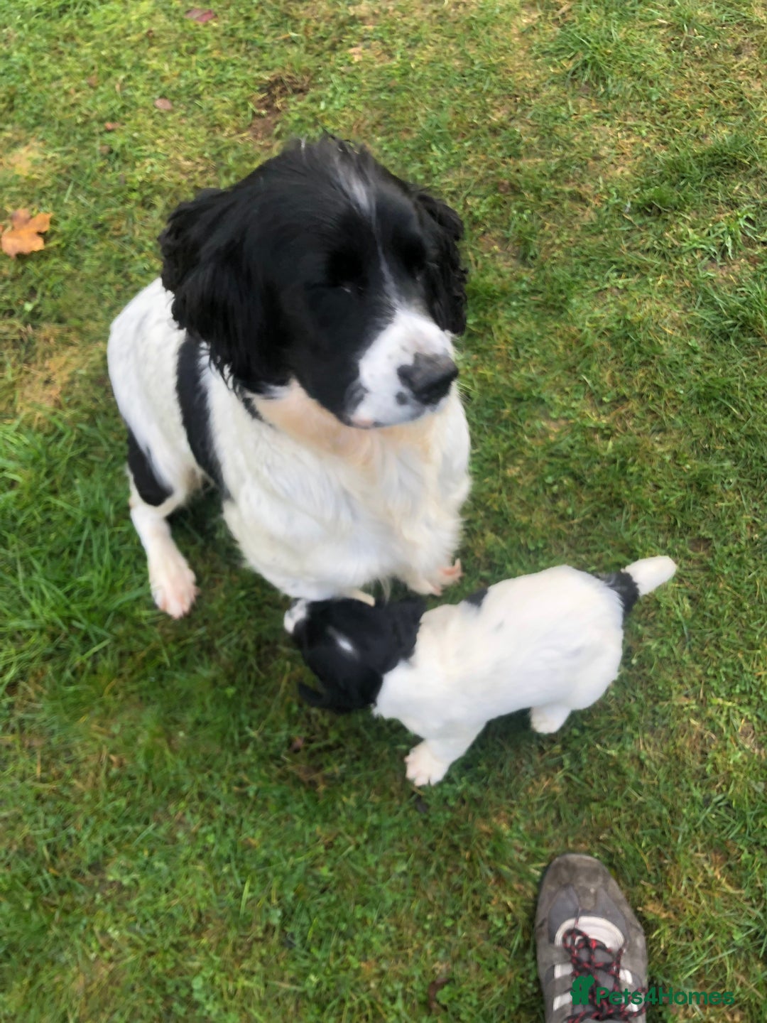English Springer Spaniel dogs for sale: Springer spaniel pup - Advert 4