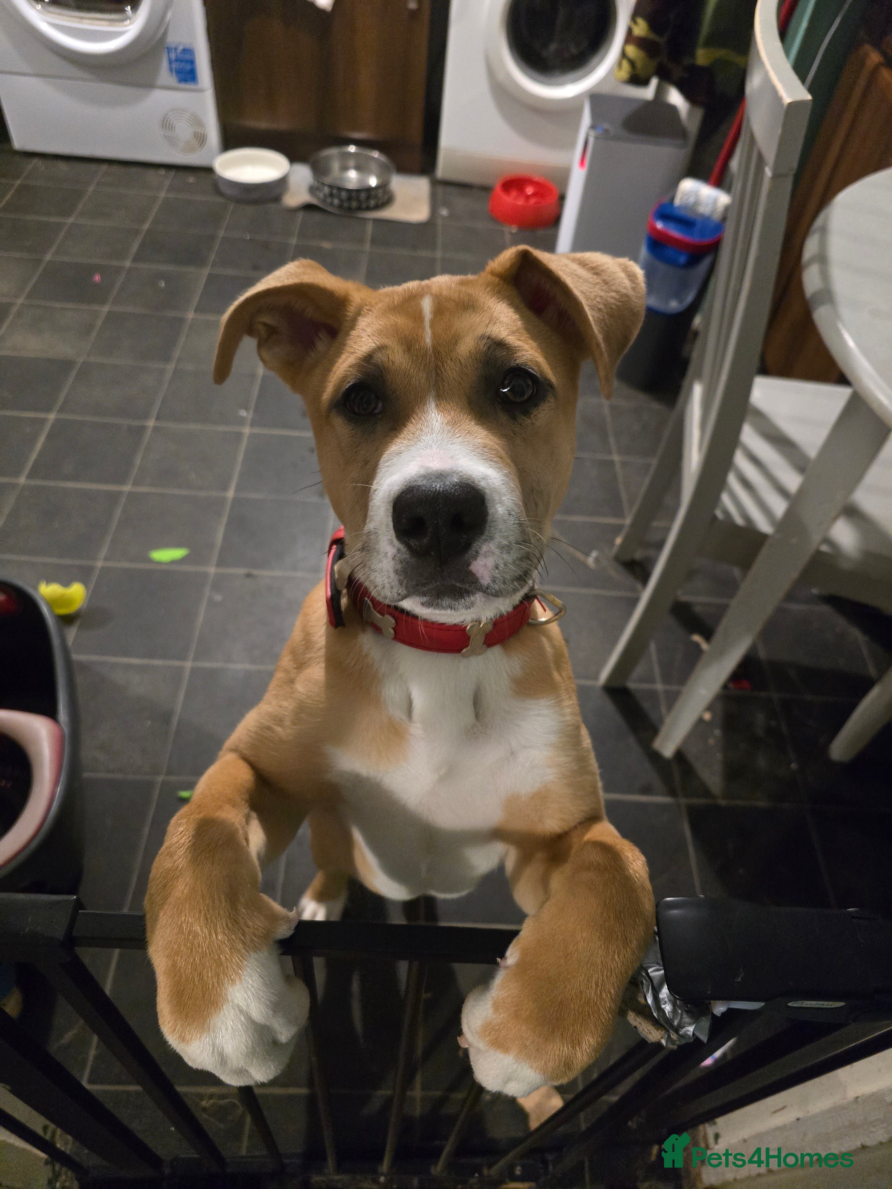 Mixed Breed dogs Beautiful staffy cross puppy - Advert 2