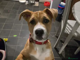 Mixed Breed dogs Beautiful staffy cross puppy - Advert 1