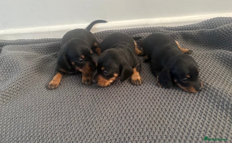Miniature Dachshund dogs - Advert 12