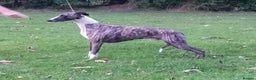 Whippet dogs for stud: KC Registered Whippet at stud in Crook - Advert 2