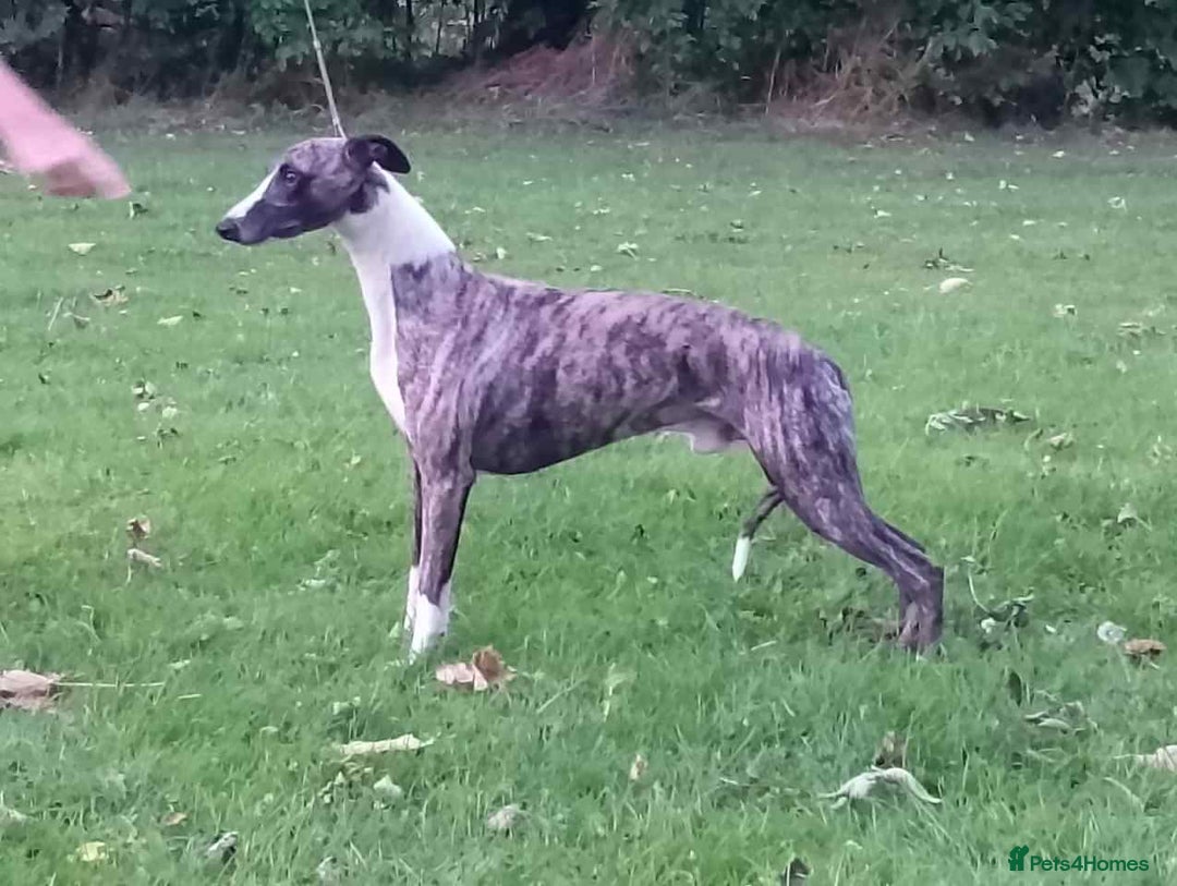 Whippet dogs for stud: KC Registered Whippet at stud in Crook - Advert 2