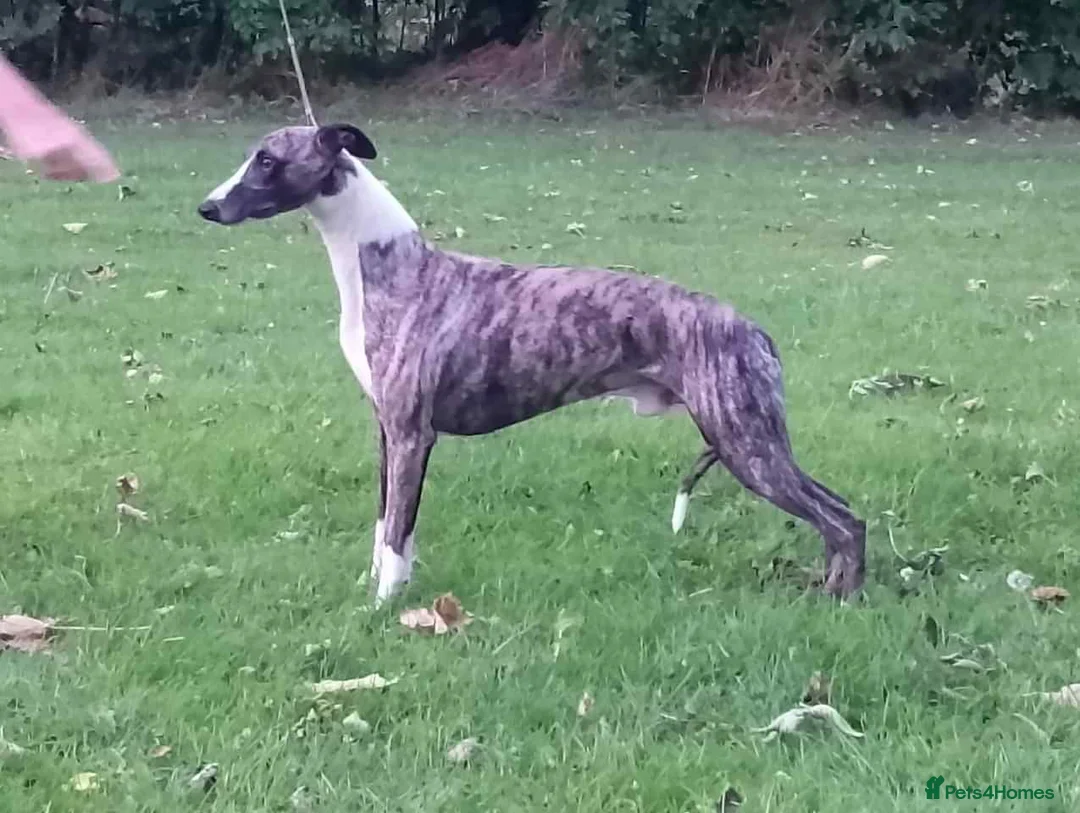 Whippet dogs for stud: KC Registered Whippet at stud in Crook - Advert 2