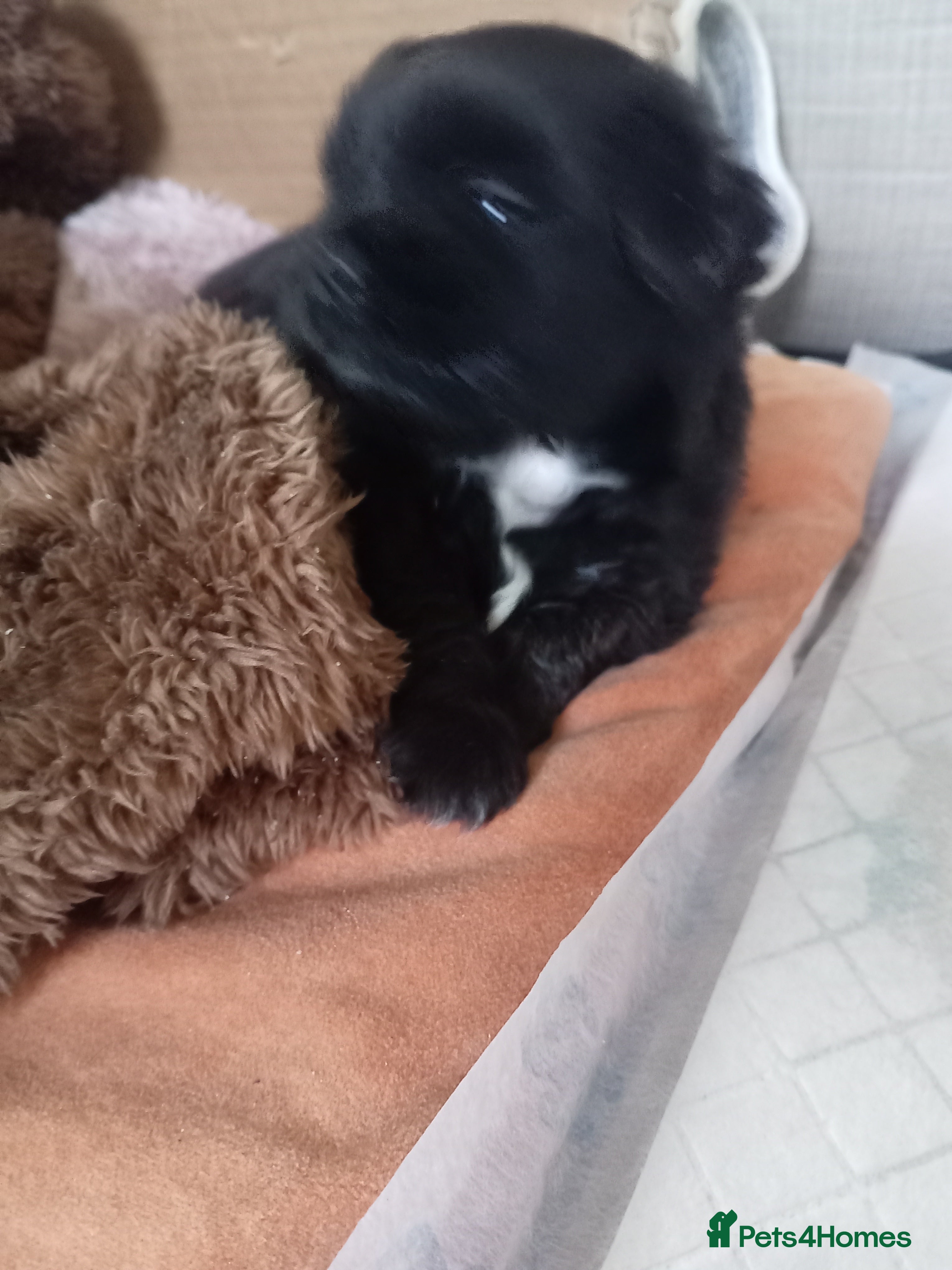 Mixed Breed dogs Shih poo puppies for sale - Advert 4