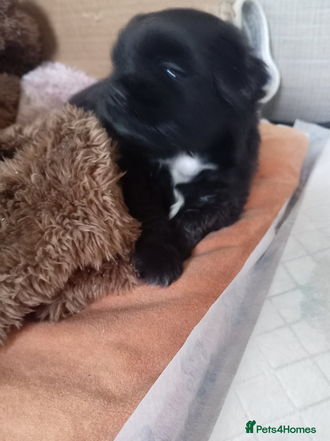 Mixed Breed dogs for sale: Shih poo puppies for sale - Advert 1