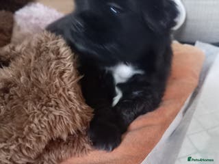 Mixed Breed dogs Shih poo puppies for sale - Advert 8