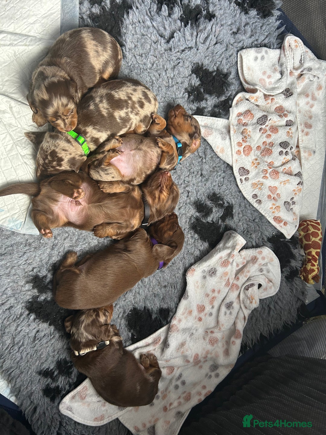 Miniature Dachshund dogs for sale: Chocolate Tan/dapple Miniature Dachsund - Image 29