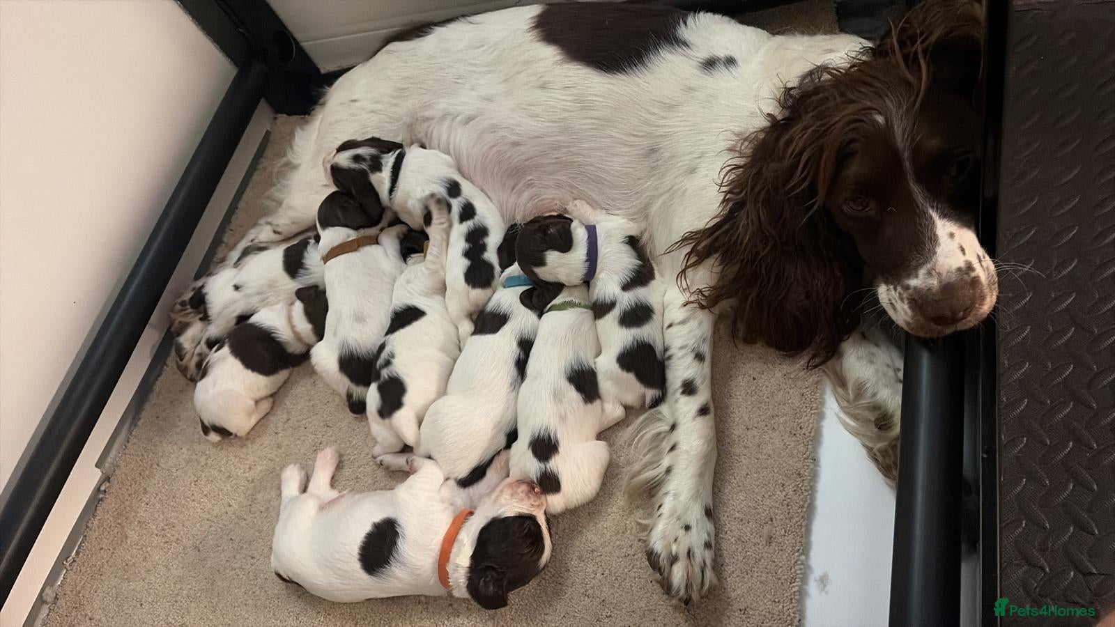 English Springer Spaniel dogs KC registered Springer Spaniel puppies - Advert 1