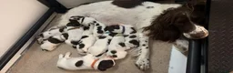 English Springer Spaniel dogs for sale: KC registered Springer Spaniel puppies - Advert 1