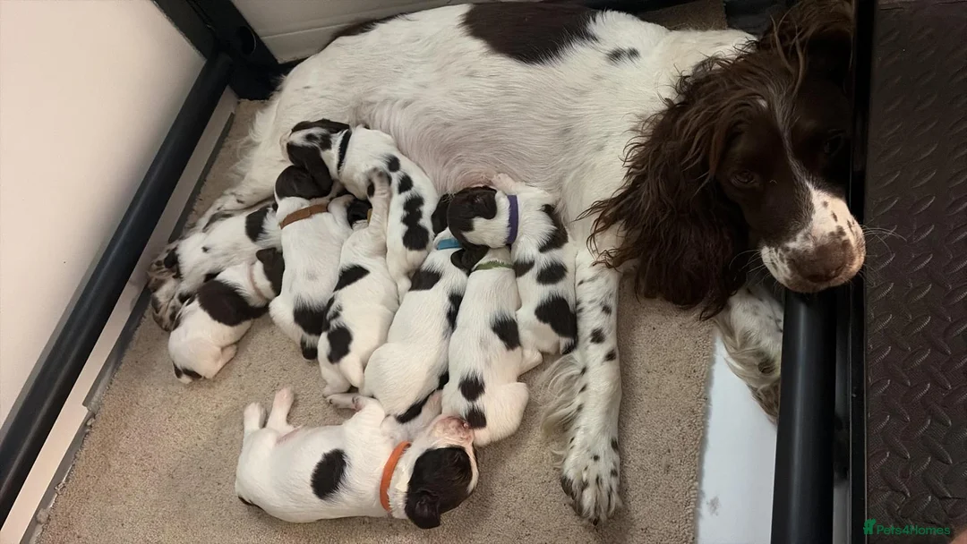 English Springer Spaniel dogs for sale: KC registered Springer Spaniel puppies - Advert 1