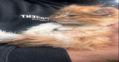 Mixed Breed cats Stunning Ginger Maine coon  kittens ready now - Advert 7