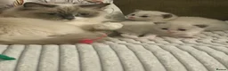 Ragdoll cats for sale: Beautiful kittens oure Ragdoll - Advert 3