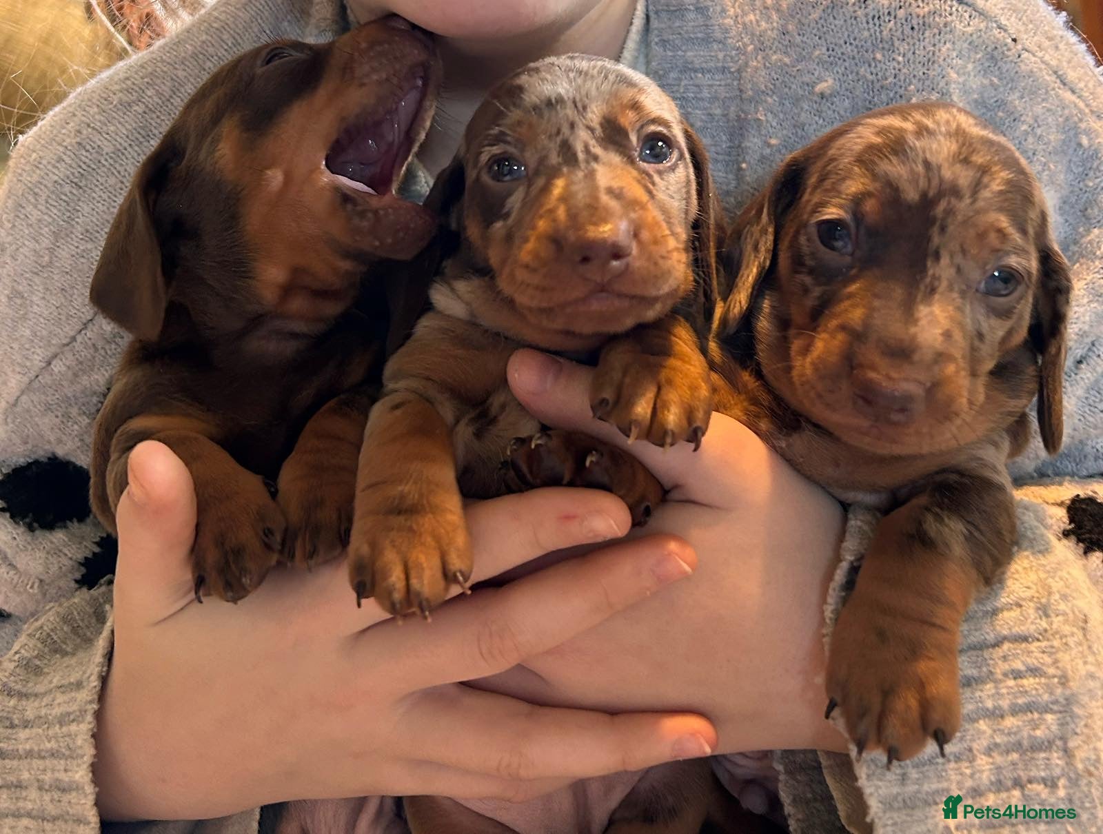 Miniature Dachshund dogs Three beautiful boy miniature dachshund puppies.m - Advert 17