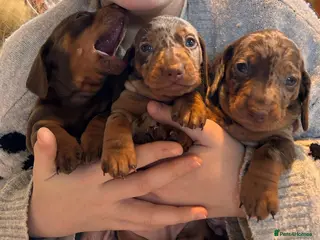Miniature Dachshund dogs Three beautiful boy miniature dachshund puppies.m - Advert 17