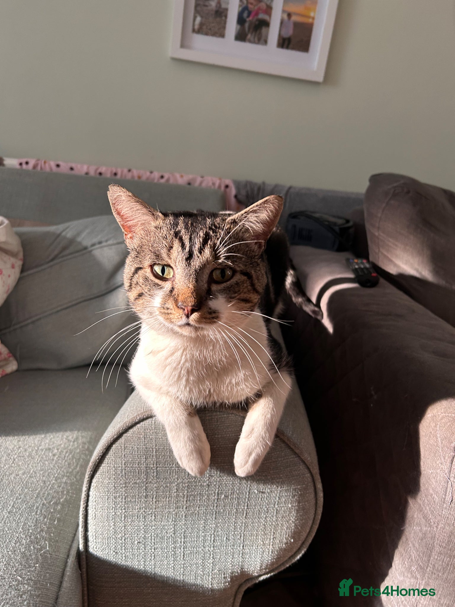 Mixed Breed cats Male Tabby for Peaceful Home  - Advert 1