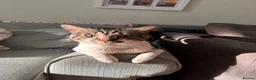 Mixed Breed cats for sale: Male Tabby for Peaceful Home  - Advert 1