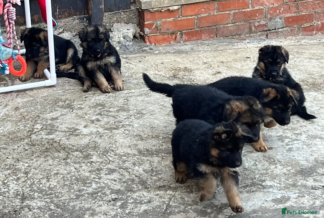 German Shepherd dogs for sale: German Shepherd Puppies  - Image 5