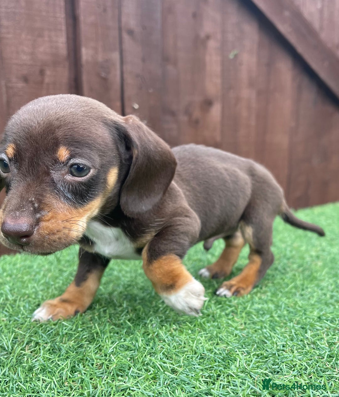 Dachshund dogs for sale: 5 beautiful dachshund puppies available !!!!!! - Image 8