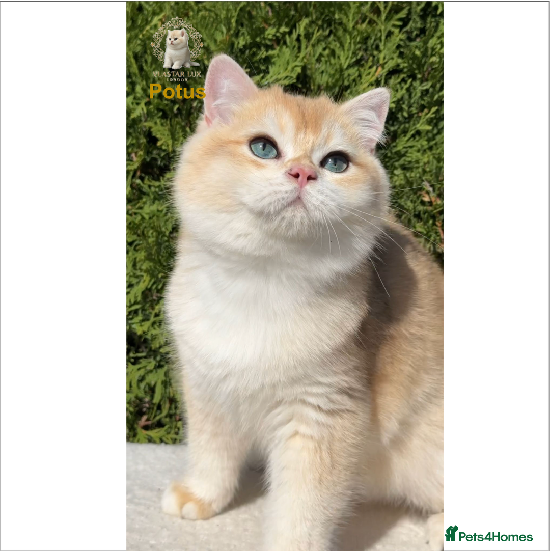 British Shorthair cats for sale: Chic & Pride Potus - BSH Black Golden Chinchilla - Advert 3
