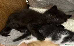 Mixed Breed cats for sale: For Sale: 5 Adorable Male Kittens 🐾 - Image 11