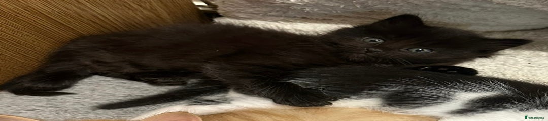 Mixed Breed Kitten 4