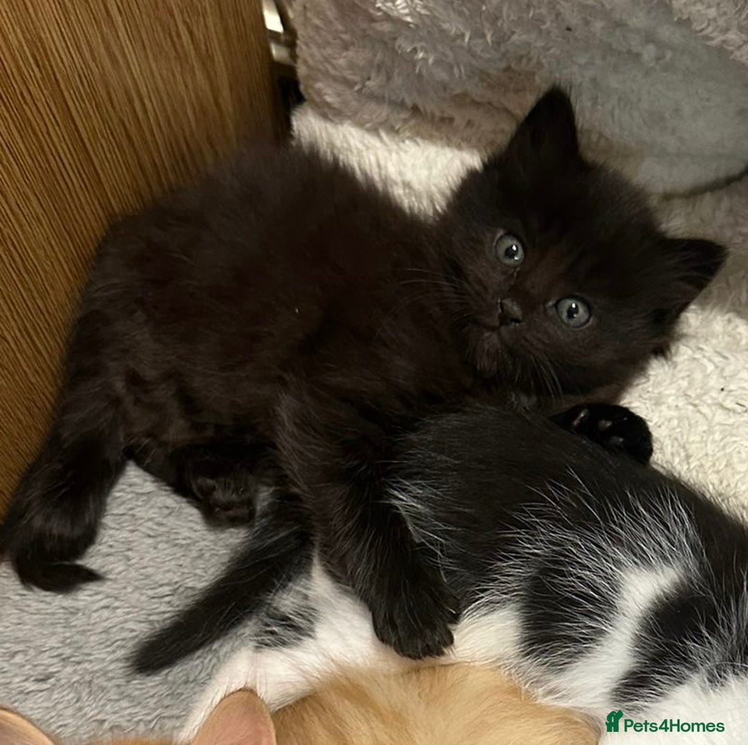 Mixed Breed cats for sale: For Sale: 5 Adorable Male Kittens 🐾 - Image 11