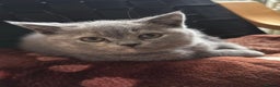 British Shorthair cats for sale: Stunning BSH furry babies all reserved  - Advert 4
