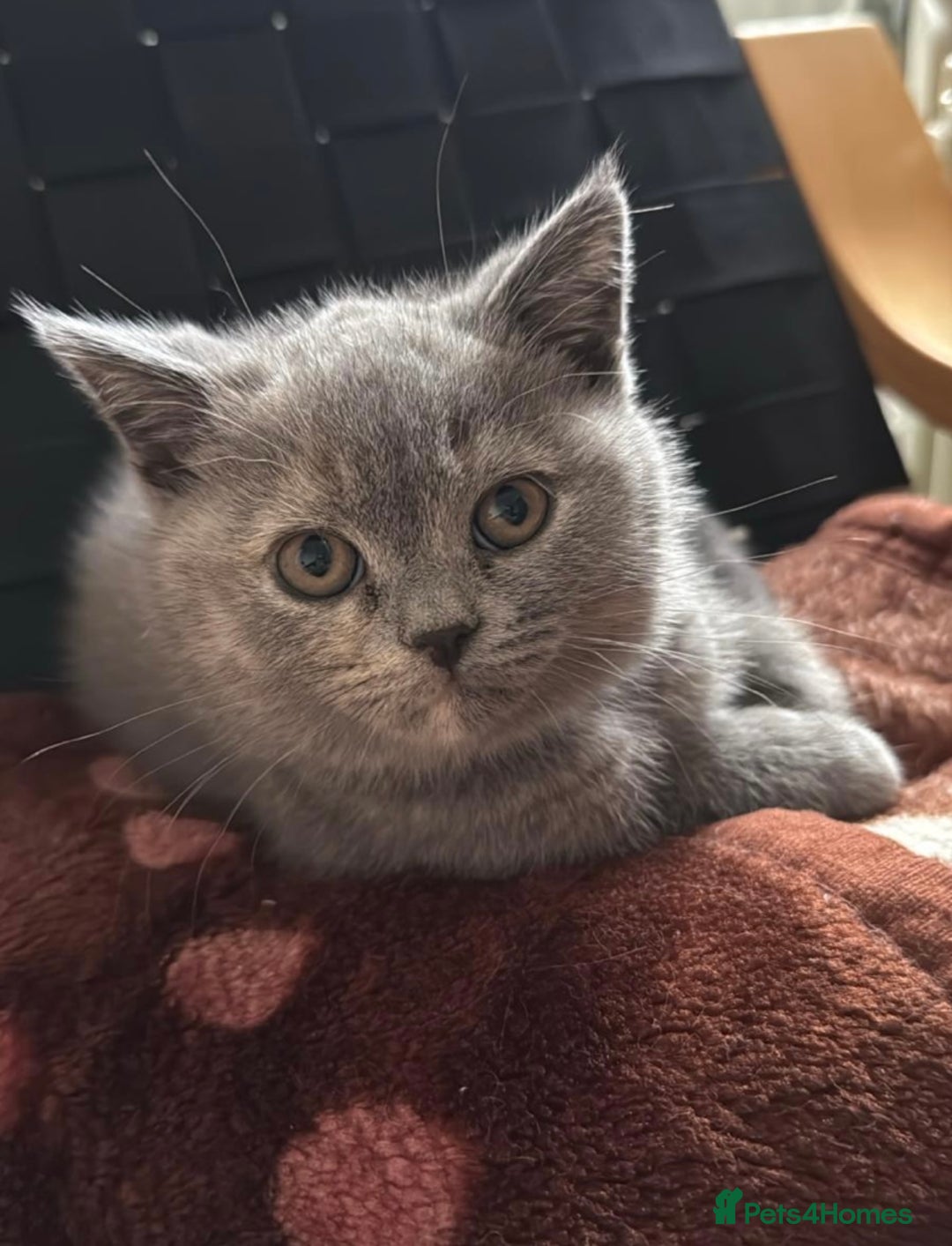 British Shorthair cats for sale: Stunning BSH furry babies all reserved  - Advert 4