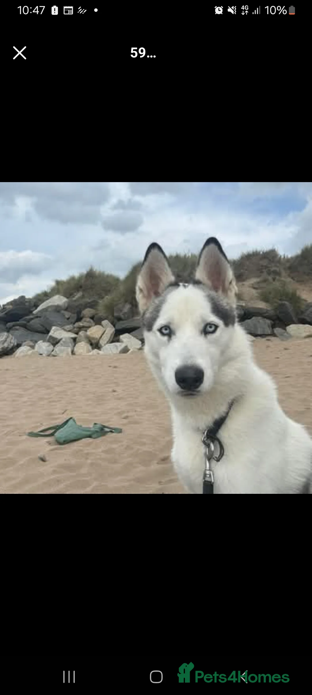 Siberian Husky dogs for sale: 2 year old neutered male husky £300 - Advert 4