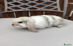 Mini Lop rabbits for sale: Mini lops baby rabbits for sale  - Image 12