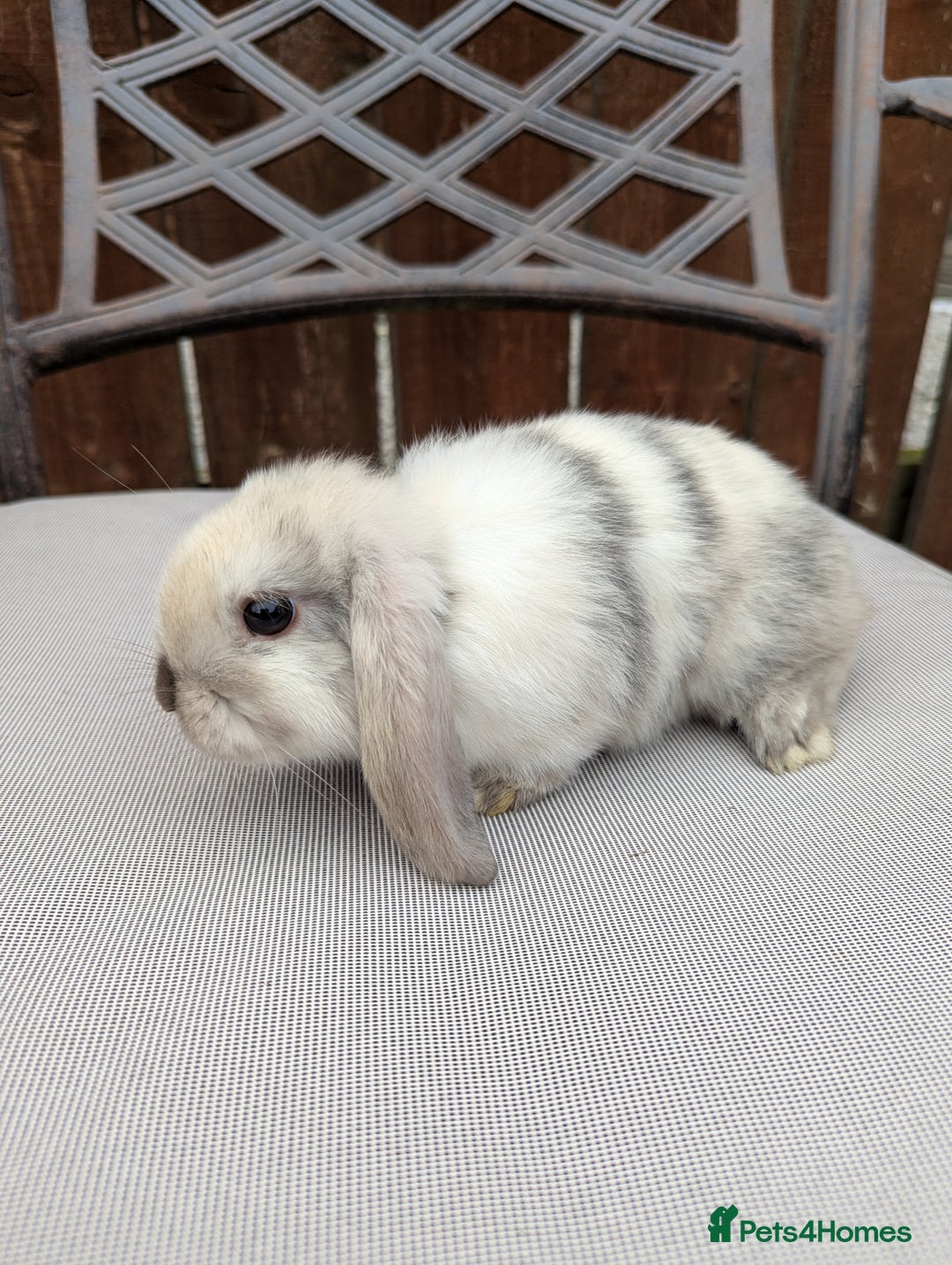 Mini Lop rabbits for sale: Mini lops baby rabbits for sale  - Image 12