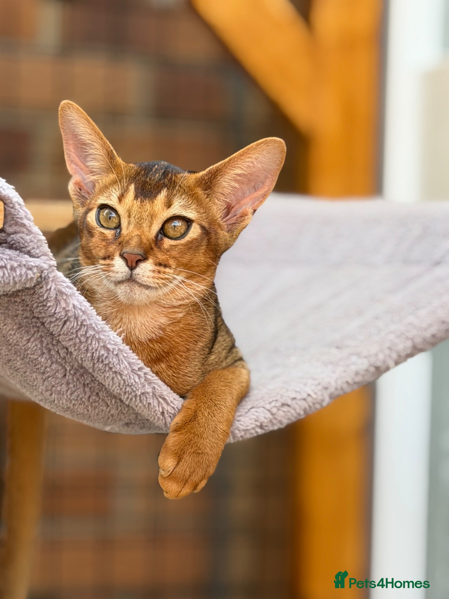 Abyssinian cats LAST BOY😻 - Advert 1