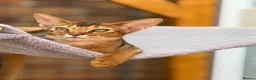 Abyssinian cats for sale: LAST BOY😻 - Advert 1