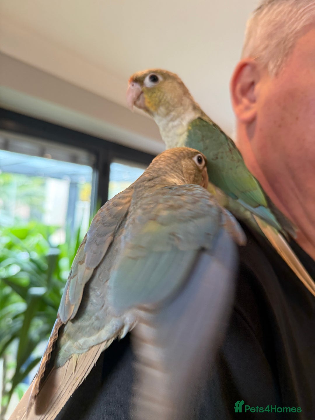 Conures birds for sale: Baby Hand Reared Conures 18 weeks Old - Image 9