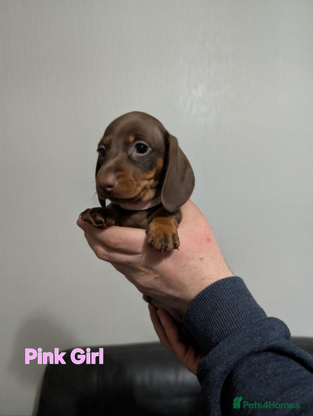 Miniature Dachshund dogs for sale: Kc reg miniture dachshund puppies for sale - Advert 14