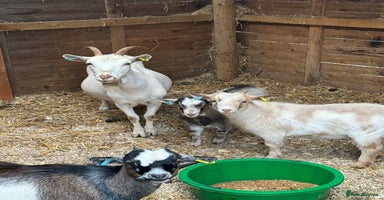 Goats livestock - Advert 13