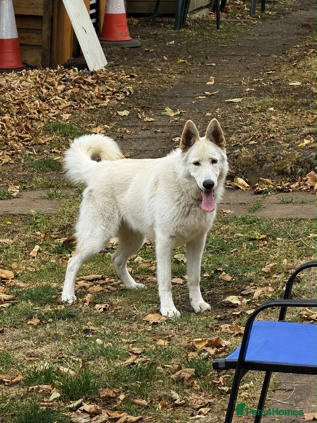 German Shepherd dogs for sale: White German Shepherd  - Advert 4