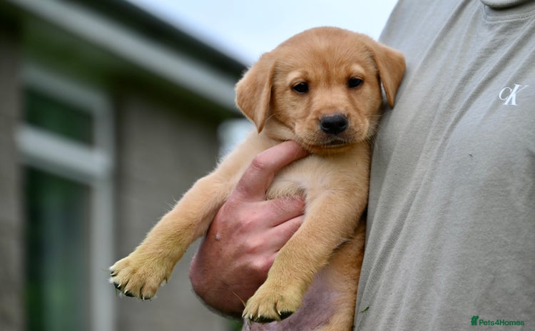 Labrador Retriever dogs - Advert 14