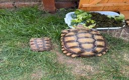 Tortoise reptiles for sale: Sulcata Tortoise 2 year old Female?  - Image 7