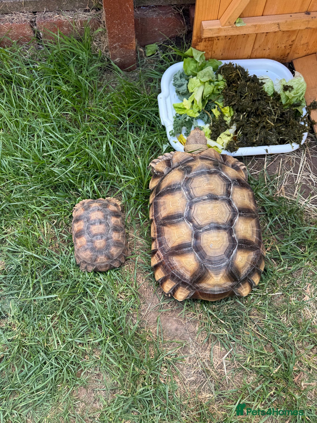 Tortoise reptiles for sale: Sulcata Tortoise 2 year old Female?  - Image 7