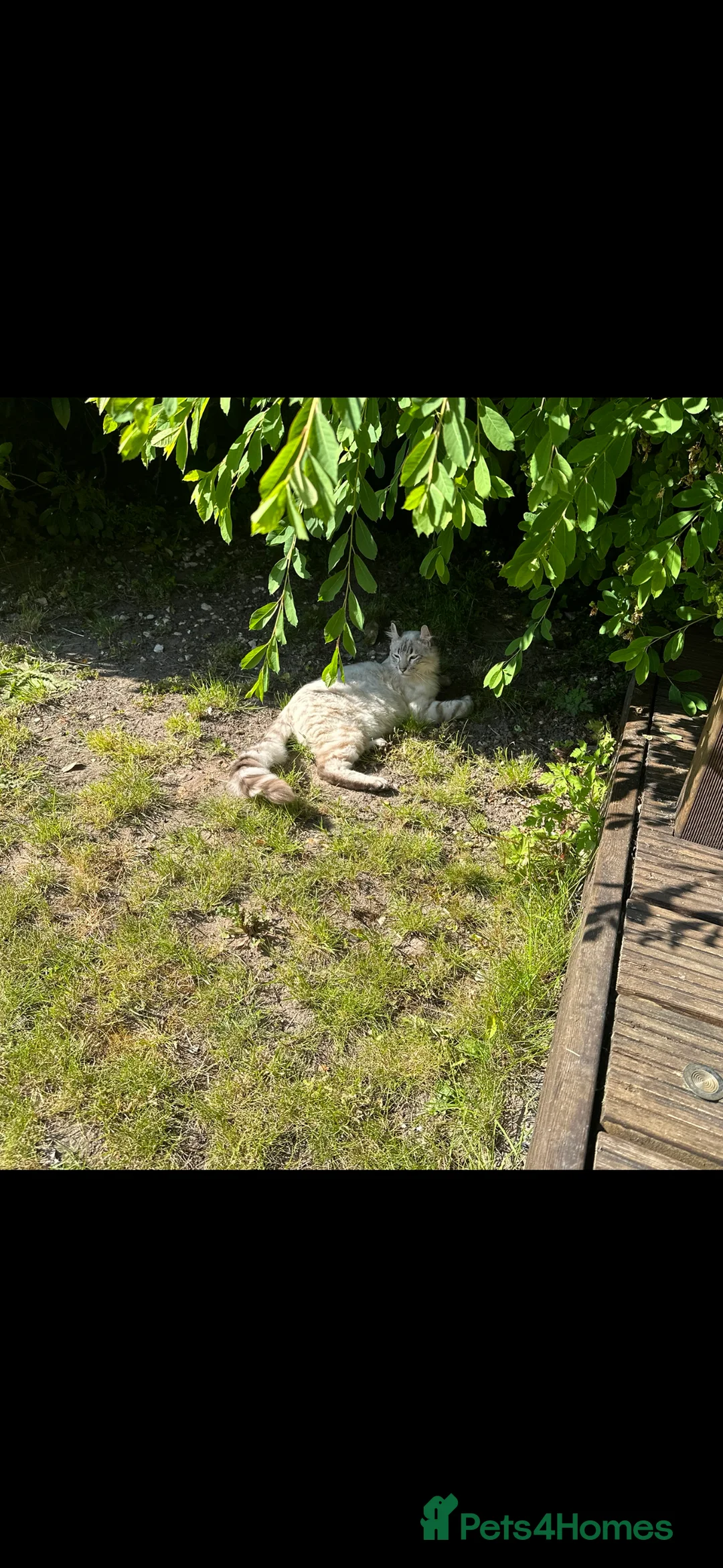 Keetso cats for sale: Enzo the snow leopard Keetso  - Advert 3