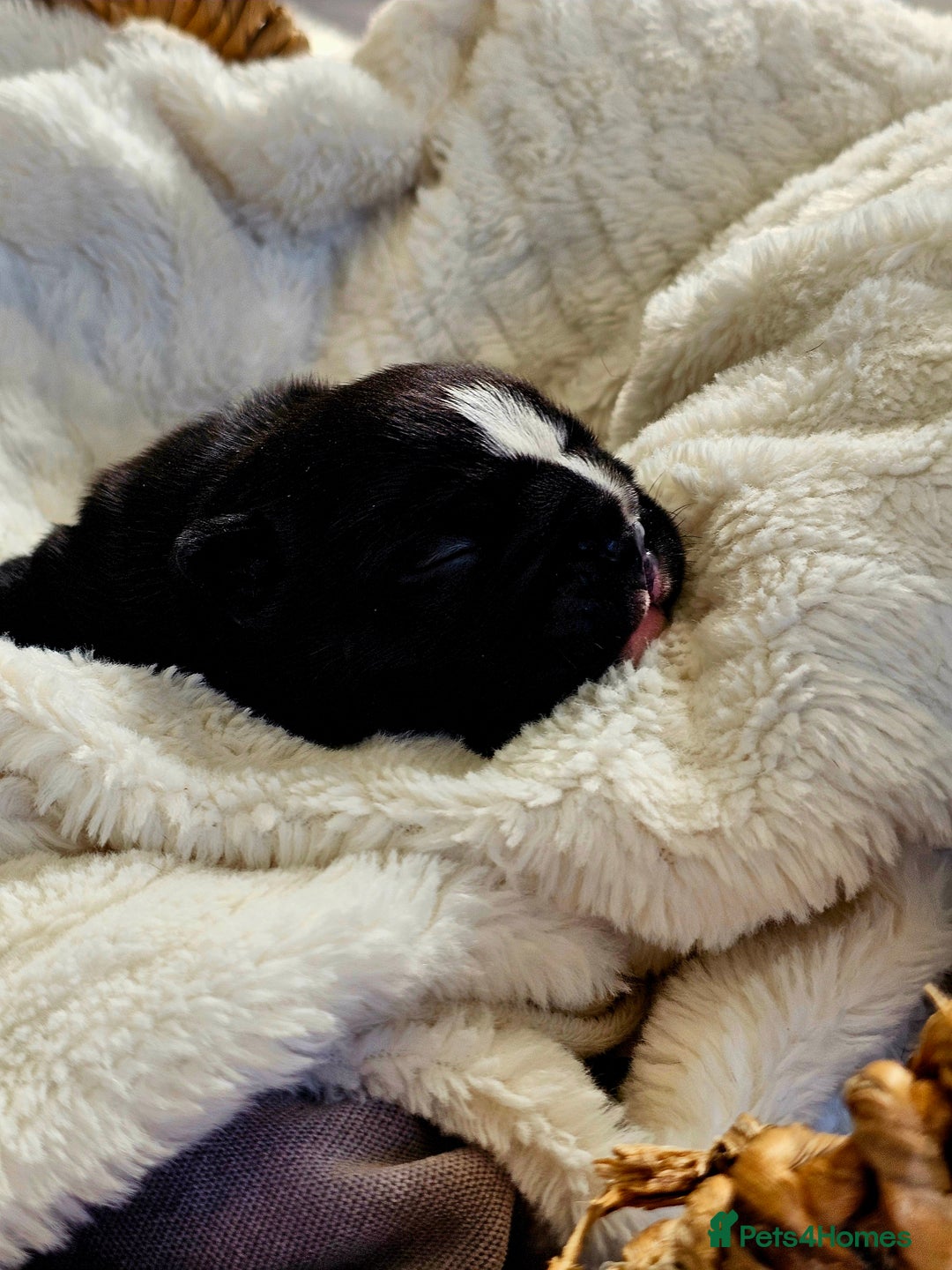 English Bulldog dogs for sale: KC Reg Champion Bloodlines 1 Girl Left £ 2800 - Image 18