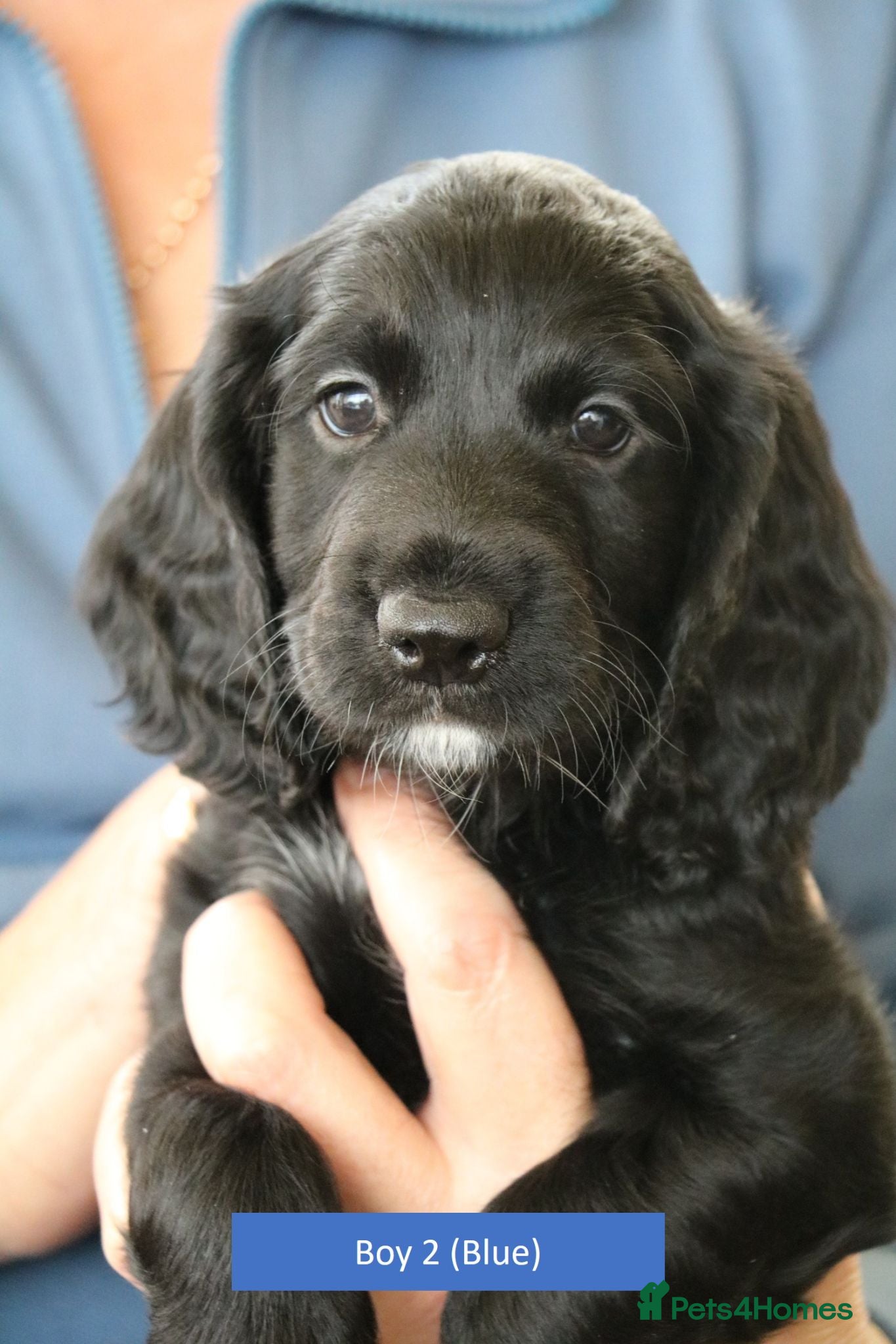 Cocker Spaniel dogs Health Tested Cocker Spaniel Puppies - Advert 7