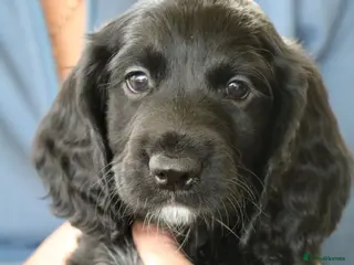 Cocker Spaniel dogs Health Tested Cocker Spaniel Puppies - Advert 7