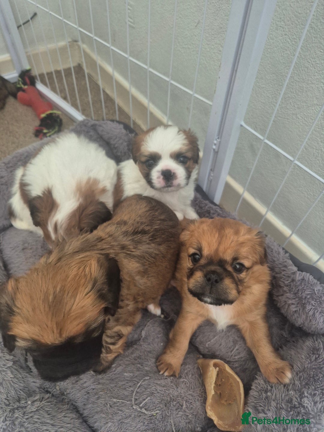 Mixed Breed dogs for sale: Cavachon's  - Image 13