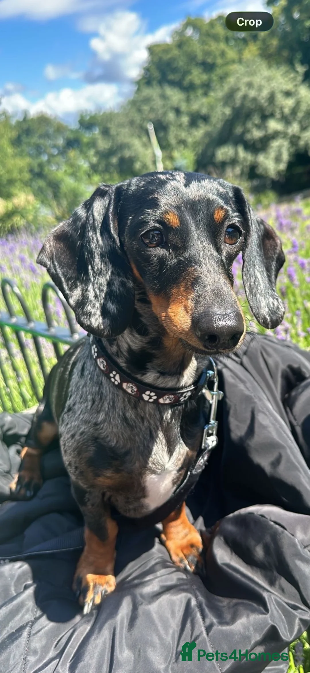 Dachshund dogs for sale: Dachshund puppies  - Advert 1