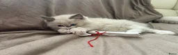 Ragdoll cats for sale: Pure Ragdoll Kittens - Advert 4