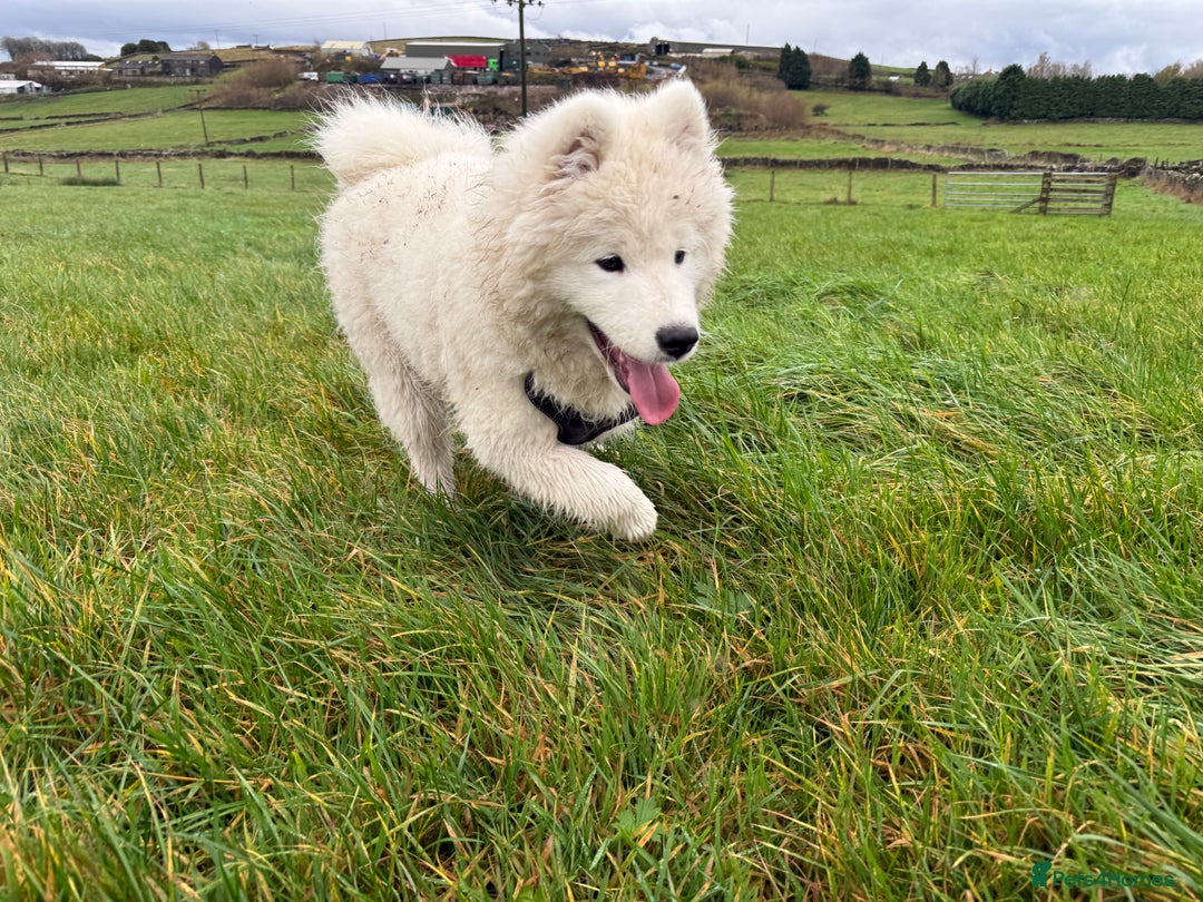 Samoyed dogs for sale: Stunning Samoyed Boy  - Image 2