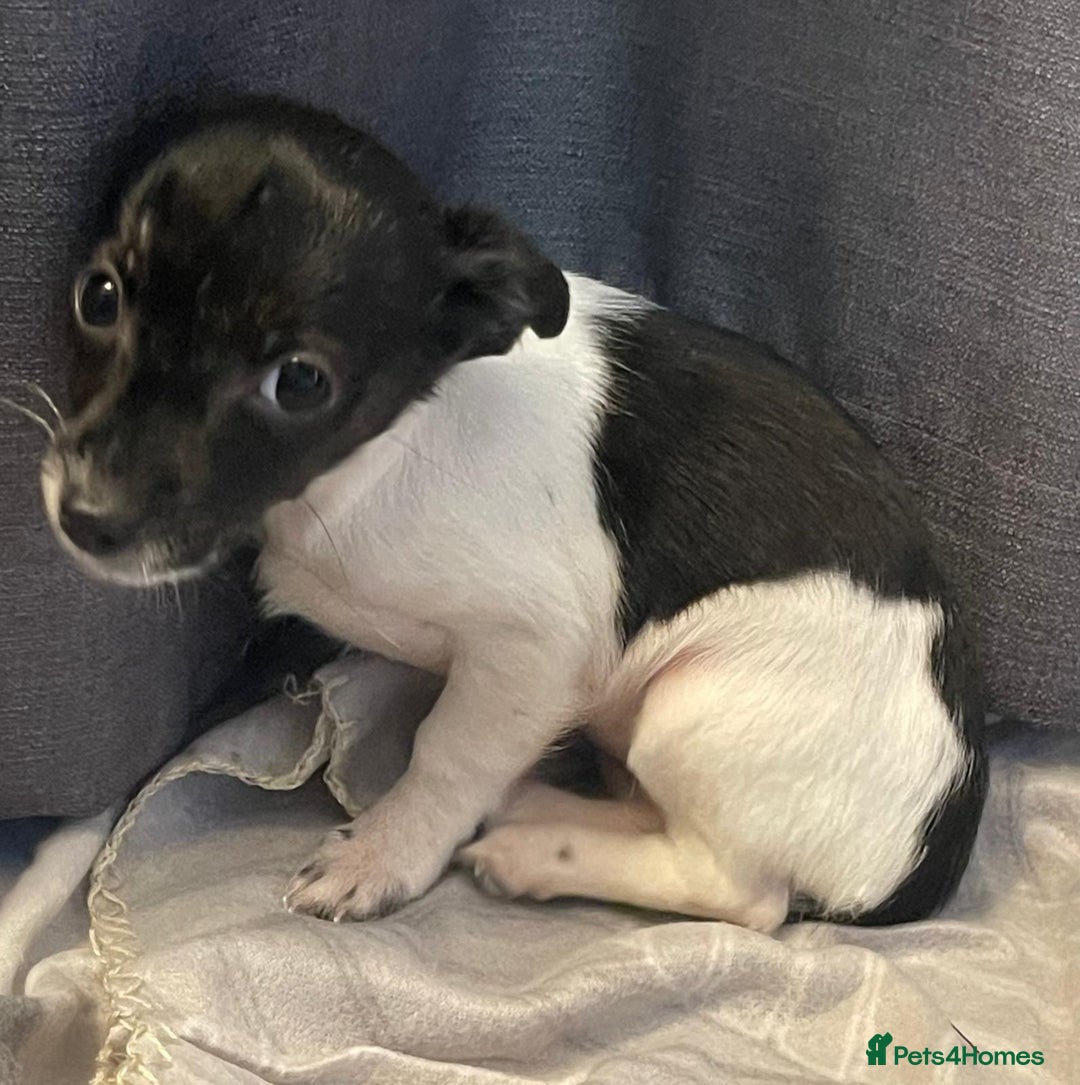 Jack Russell dogs for sale: Miniature jack Russell puppies  - Advert 8