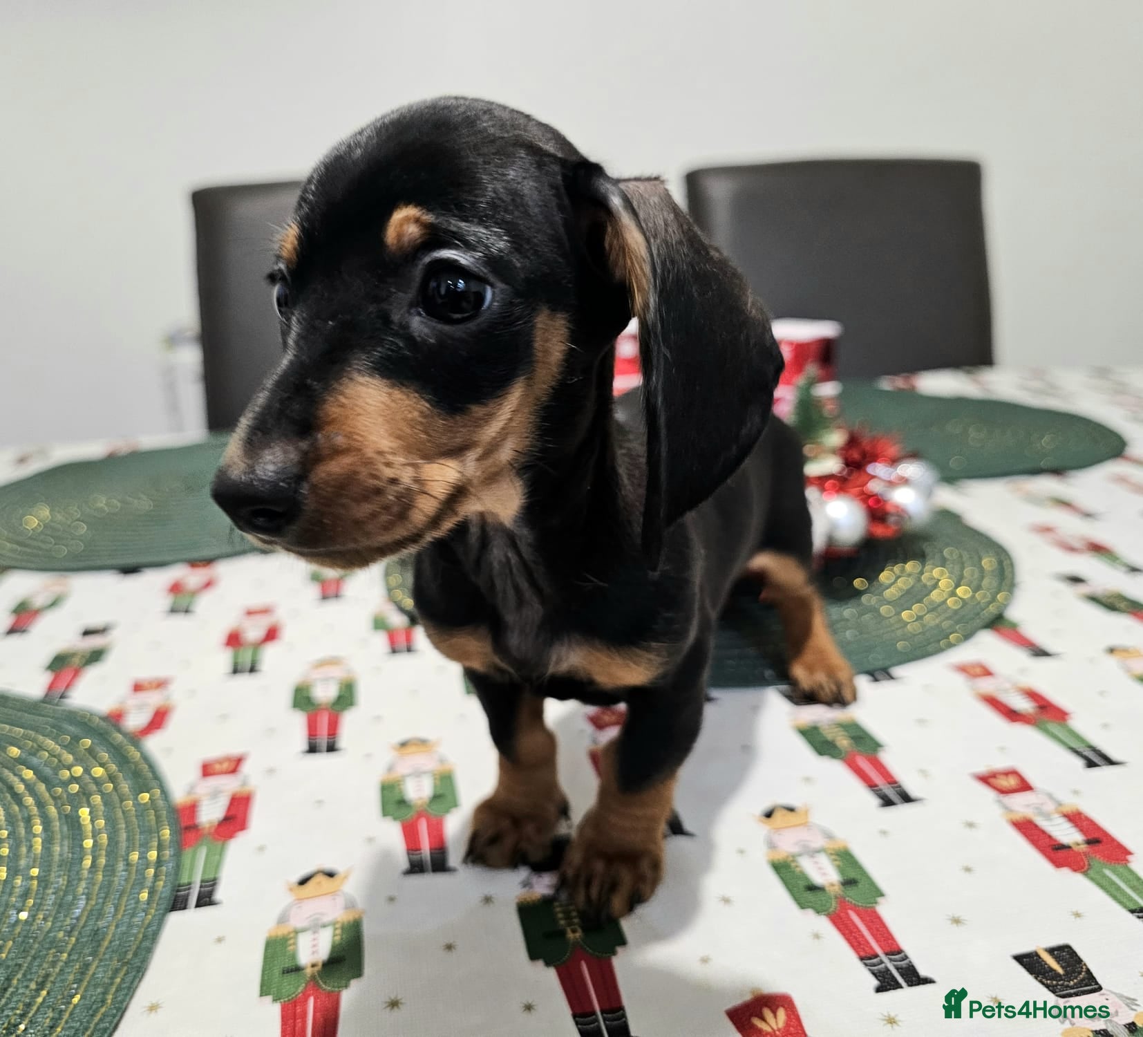 Dachshund dogs Last black and tan Charming Mini Dachshund - Advert 11